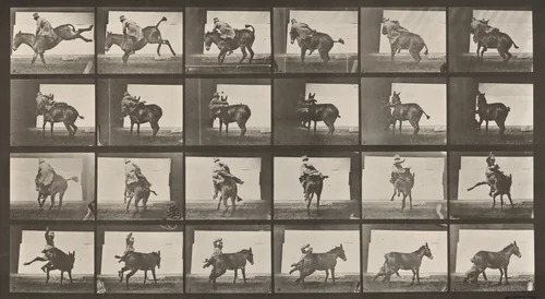 Plate Number 661. Mule; A, B, a refractory animal, Ruth by Eadweard Muybridge, photograph, 1887
