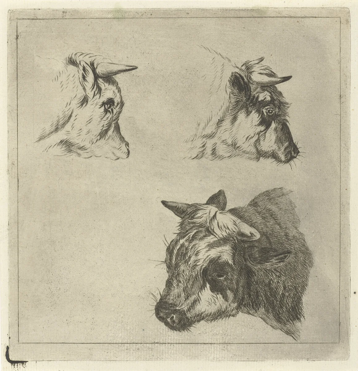 Drie koeienkoppen by Jacobus Cornelis Gaal, print, 1854