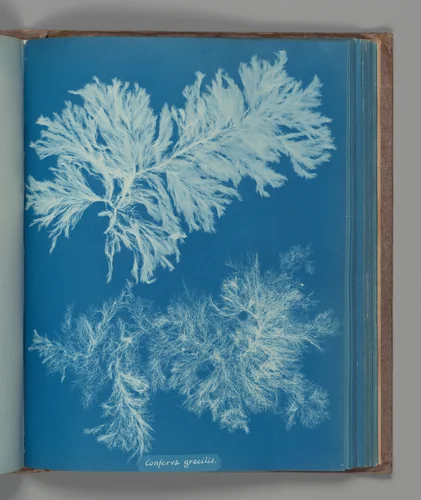 Conferva gracilis by Anna Atkins, photograph, 1851-1855
