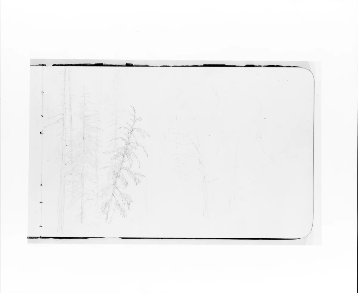Tree Landscape (from Sketchbook) by Albert Bierstadt, artwork, 1890