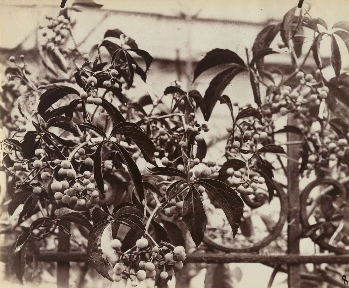 Vigne vierge by Eugène Atget, photograph, 1900