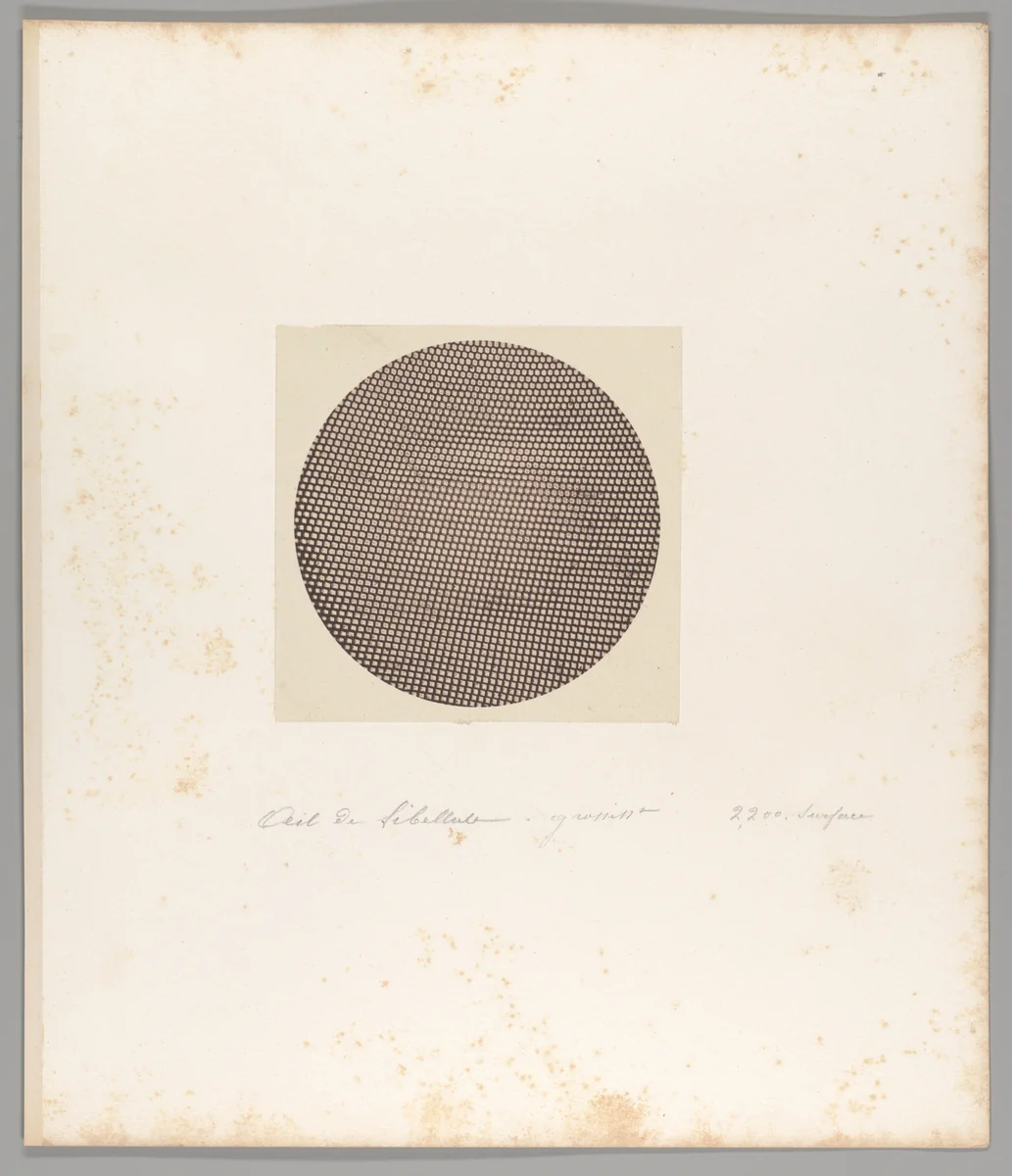 Oeil du Libellule [Eye of a Dragonfly] by Auguste-Adolphe Bertsch, photograph, 1853-1857