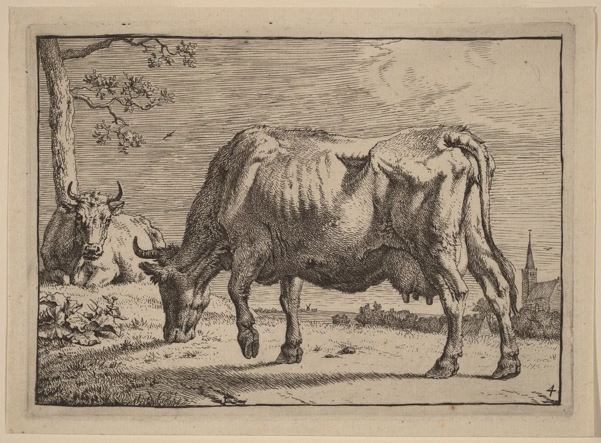 Grazing Cow by Paulus Potter, print, 1650