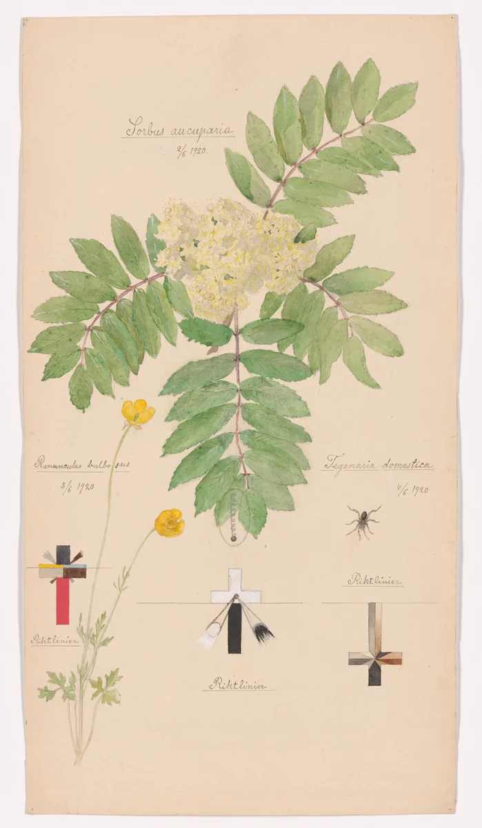 Sorbus aucuparia (European Mountain Ash), Ranunculus bulbosus (Bulbous Buttercup), Tegenaria domestica (Barn Funnel Weaver). Sheet 39 from the portfolio Nature Studies by Hilma af Klint, drawing, 1920