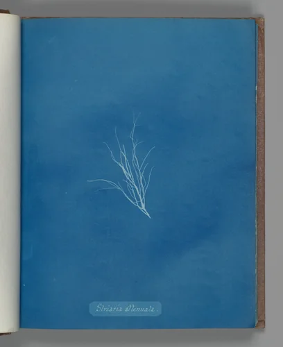 Striaria attenuata by Anna Atkins, photograph, 1851-1855