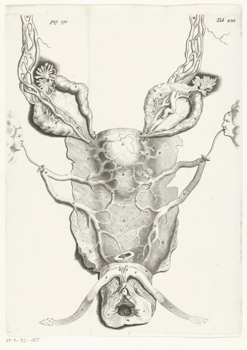 Baarmoeder (uterus) in vergrote vorm by Hendrik Bary, print, 1672