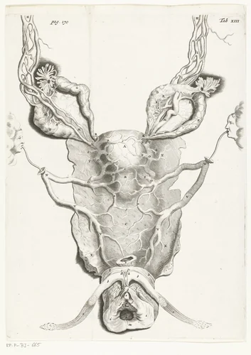 Baarmoeder (uterus) in vergrote vorm by Hendrik Bary, print, 1672