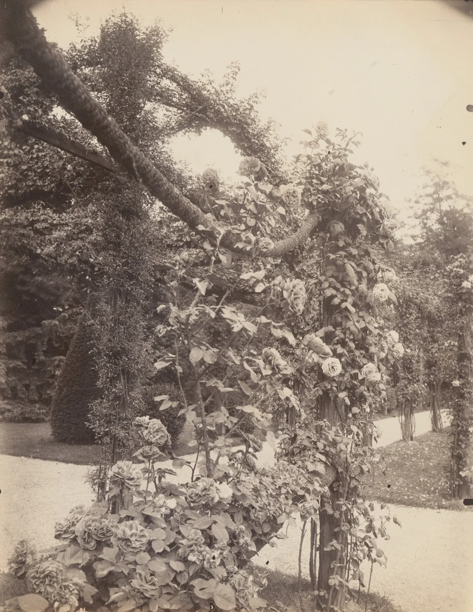 Roses, Parc de Bagatelle by Eugène Atget, photograph, 1923