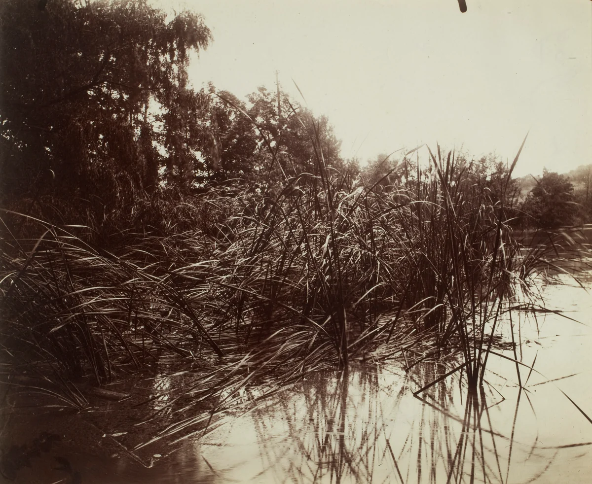 Roseaux, Étang du Plessis-Piquet by Eugène Atget, photograph, 1919-1921