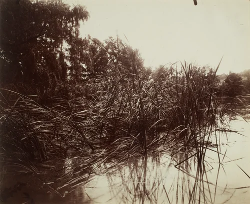 Roseaux, Étang du Plessis-Piquet by Eugène Atget, photograph, 1919-1921