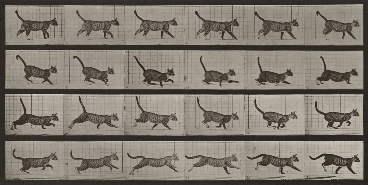 Plate Number 716. Cat; walking; change to galloping by Eadweard Muybridge, photograph, 1887