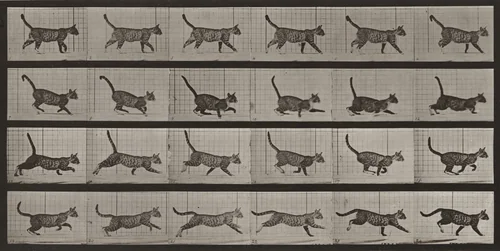 Plate Number 716. Cat; walking; change to galloping by Eadweard Muybridge, photograph, 1887