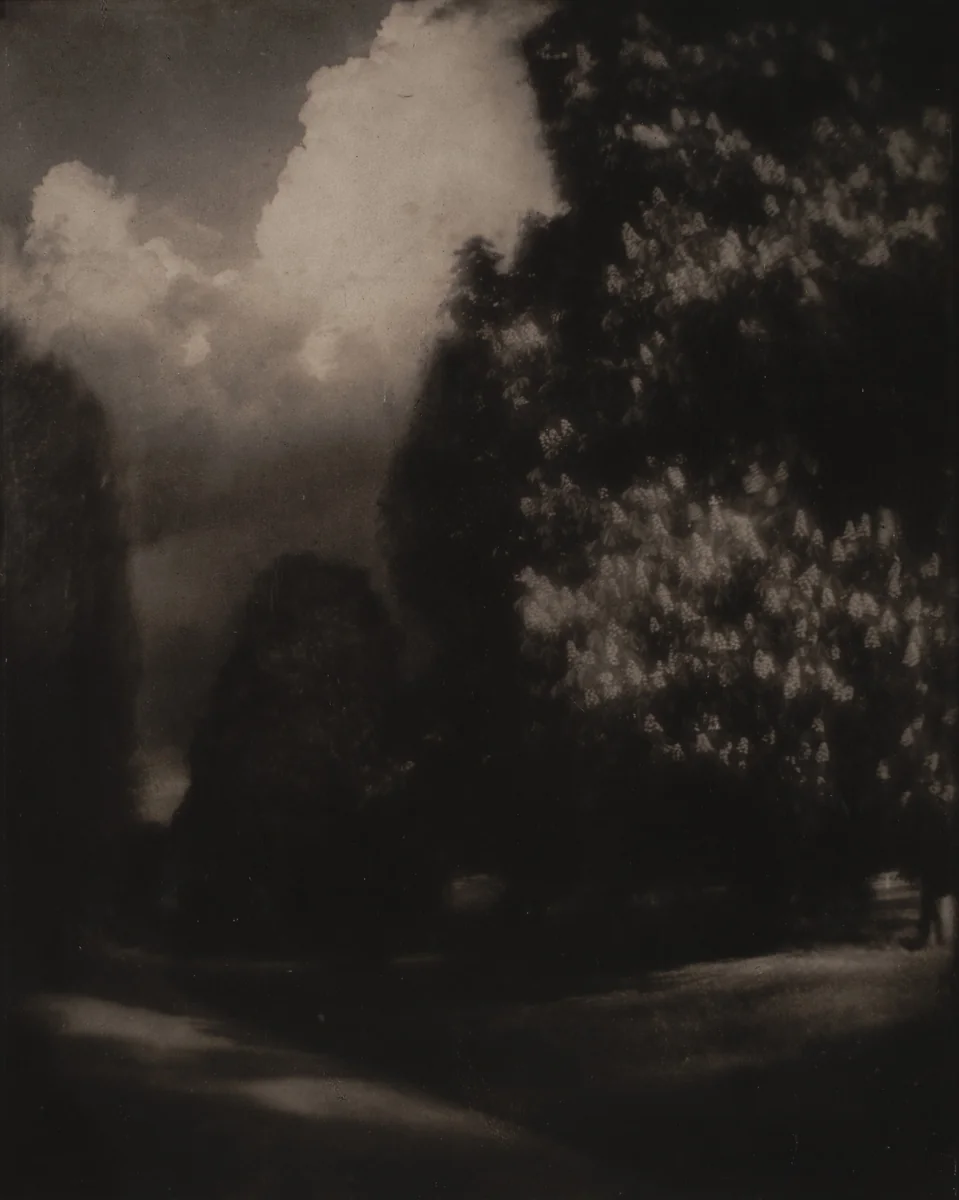 Horse-Chestnut Blossoms, Long Island by Edward Steichen, photograph, 1904