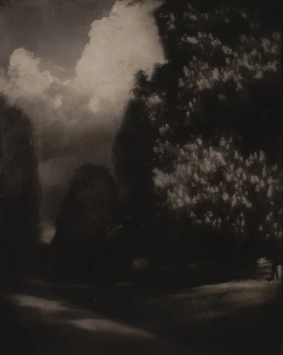 Horse-Chestnut Blossoms, Long Island by Edward Steichen, photograph, 1904