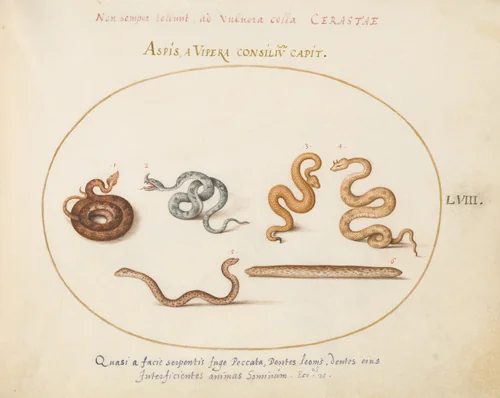 Plate 58: Asps and Vipers by Joris Hoefnagel, drawing, 1570-1599