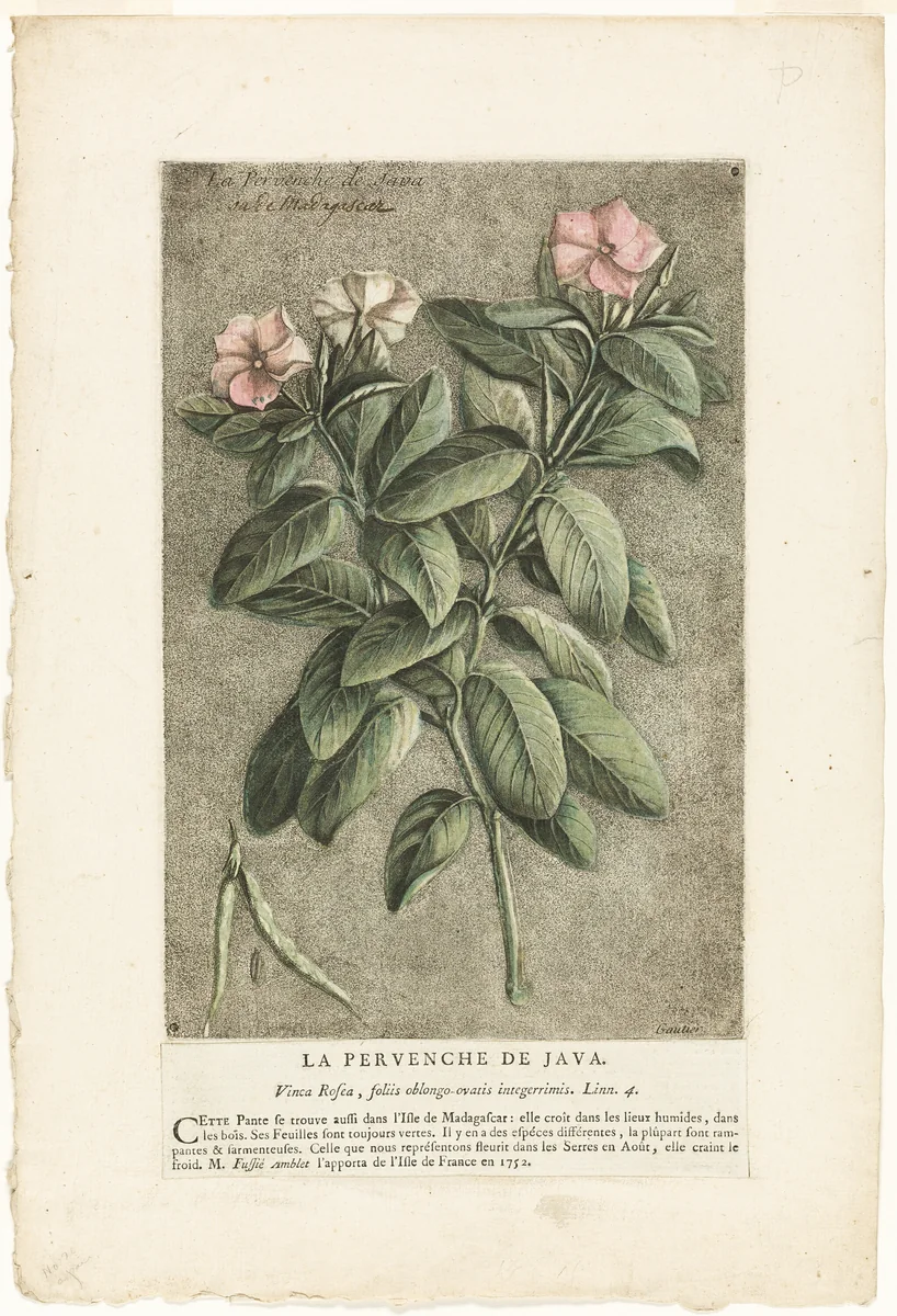 The Periwinkle of Java, from Collection of Usual, Curious, and Foreign Plants by Jacques Fabien Gautier D'Agoty, print, 1767
