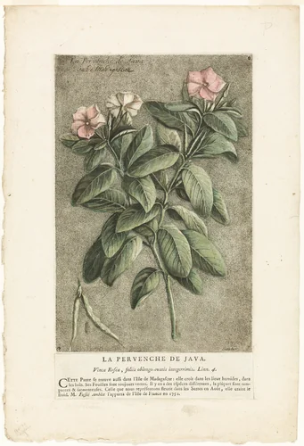The Periwinkle of Java, from Collection of Usual, Curious, and Foreign Plants by Jacques Fabien Gautier D'Agoty, print, 1767