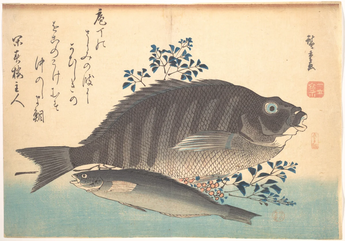 Shimadai and Ainame Fish, from the series Uozukushi (Every Variety of Fish) by Utagawa Hiroshige (歌川広重), print, 1840-1849