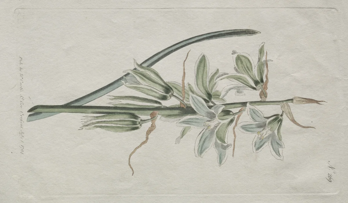 The Botanical Magazine or Flower Garden Displayed: Star of Bethlehem by William Curtis, print, 1794