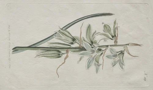 The Botanical Magazine or Flower Garden Displayed: Star of Bethlehem by William Curtis, print, 1794