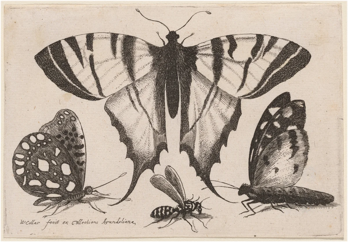 Two Butterflies, a Wasp, and a Moth by Wenceslaus Hollar, print, 1646