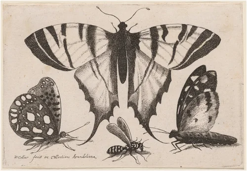 Two Butterflies, a Wasp, and a Moth by Wenceslaus Hollar, print, 1646