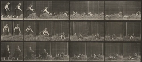 Plate Number 455. Throwing self on a heap of hay by Eadweard Muybridge, photograph, 1887