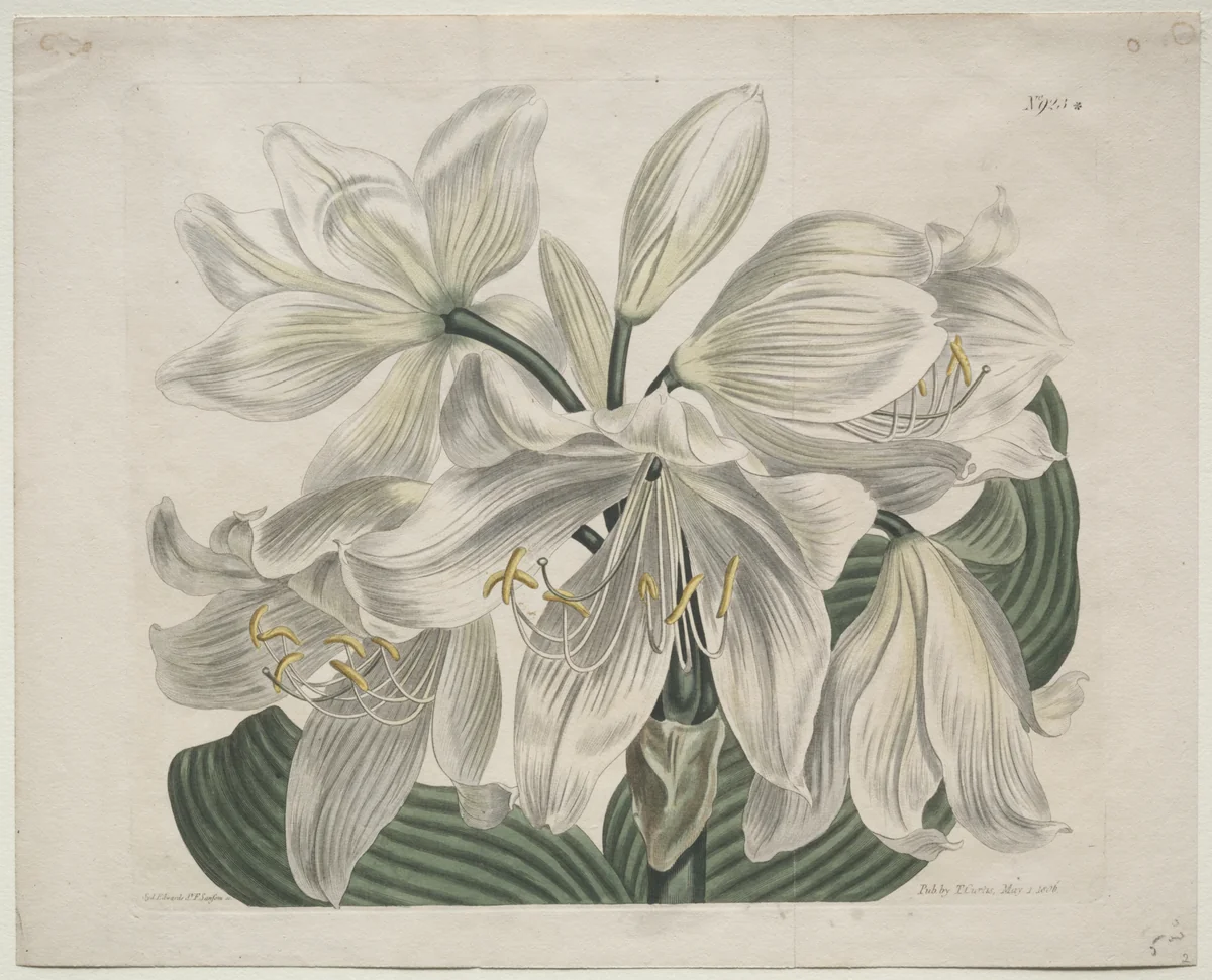 The Botanical Magazine or Flower Garden Displayed: White Cape - Coast Lily by Sydenham Edwards, print, 1806