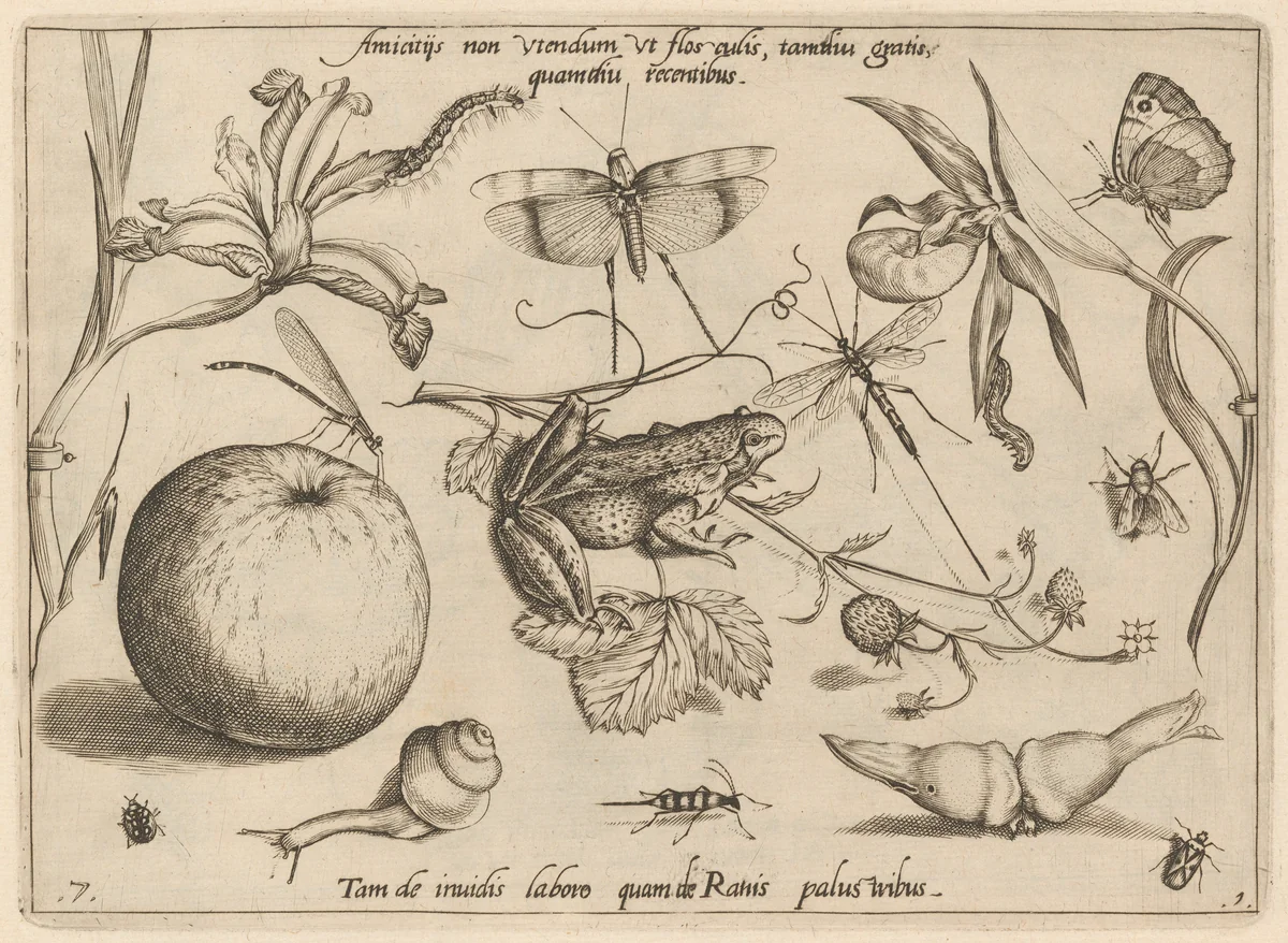Archetypa studiaque patris Georgii Hoefnagelii [Part 1, Plate 7] by Jacob Hoefnagel; Joris Hoefnagel, print, 1592