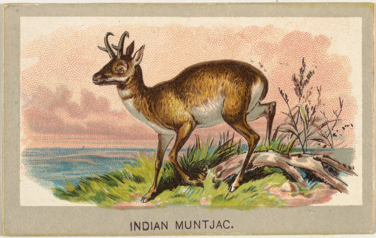 Indian Muntjac, from the Animals of the World series (T180), issued by Abdul Cigarettes by Abdul Cigarettes, print, 1881