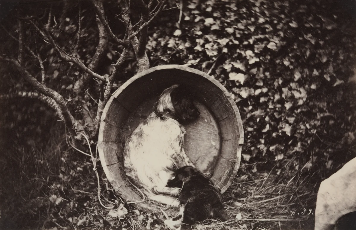 Dog and Puppy in Barrel by Auguste Giraudon, photograph, 1870-1880