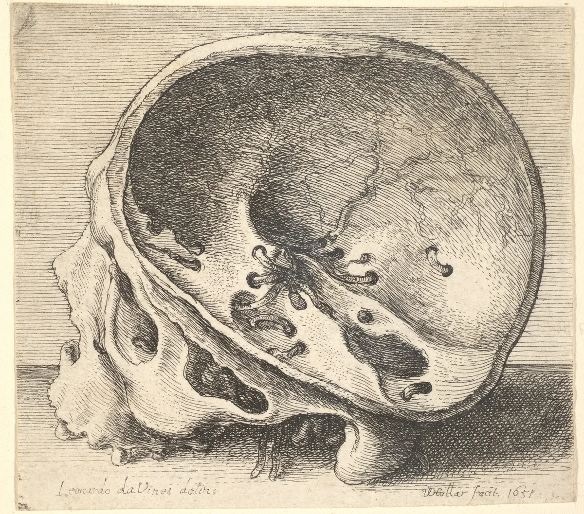 Sectioned skull in profile to left with the left side of the cranium removed by Wenceslaus Hollar, print, 1651