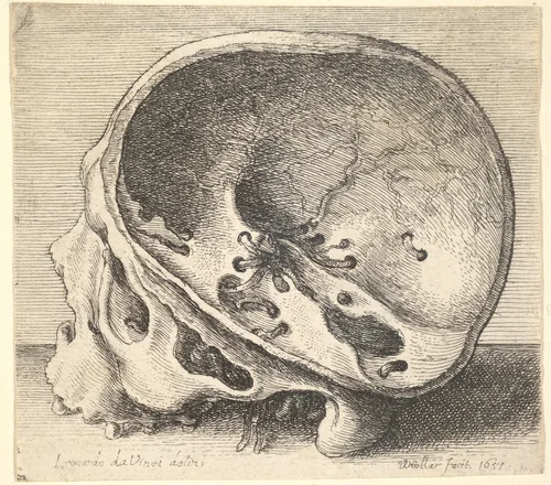 Sectioned skull in profile to left with the left side of the cranium removed by Wenceslaus Hollar, print, 1651