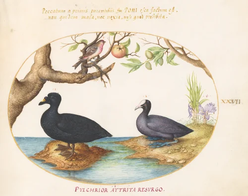Plate 27: A Common Scoter, a Eurasian Coot, and a Rosefinch(?) by Joris Hoefnagel, drawing, 1570-1599