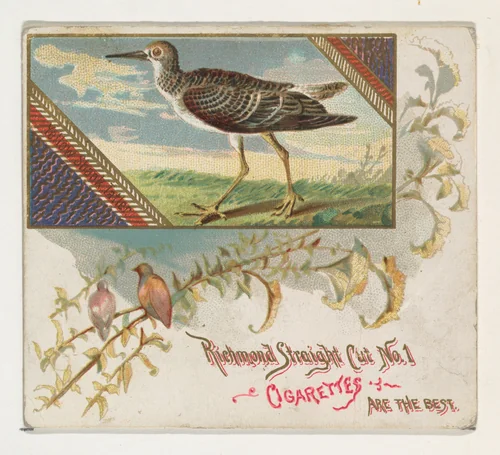 Yellow Shank Tatler, from the Game Birds series (N40) for Allen & Ginter Cigarettes by Allen & Ginter, print, 1888-1890