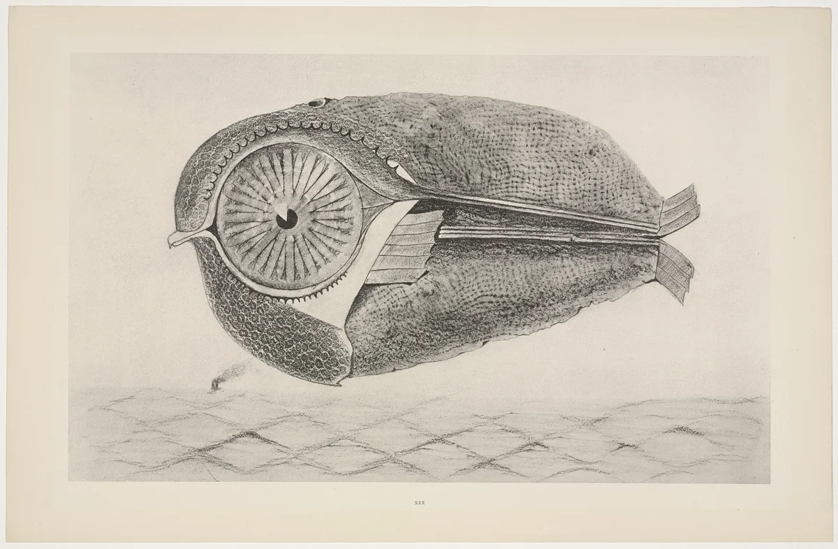 The Fugitive (L'Évadé) from Natural History (Histoire Naturelle) by Max Ernst, print, 1925