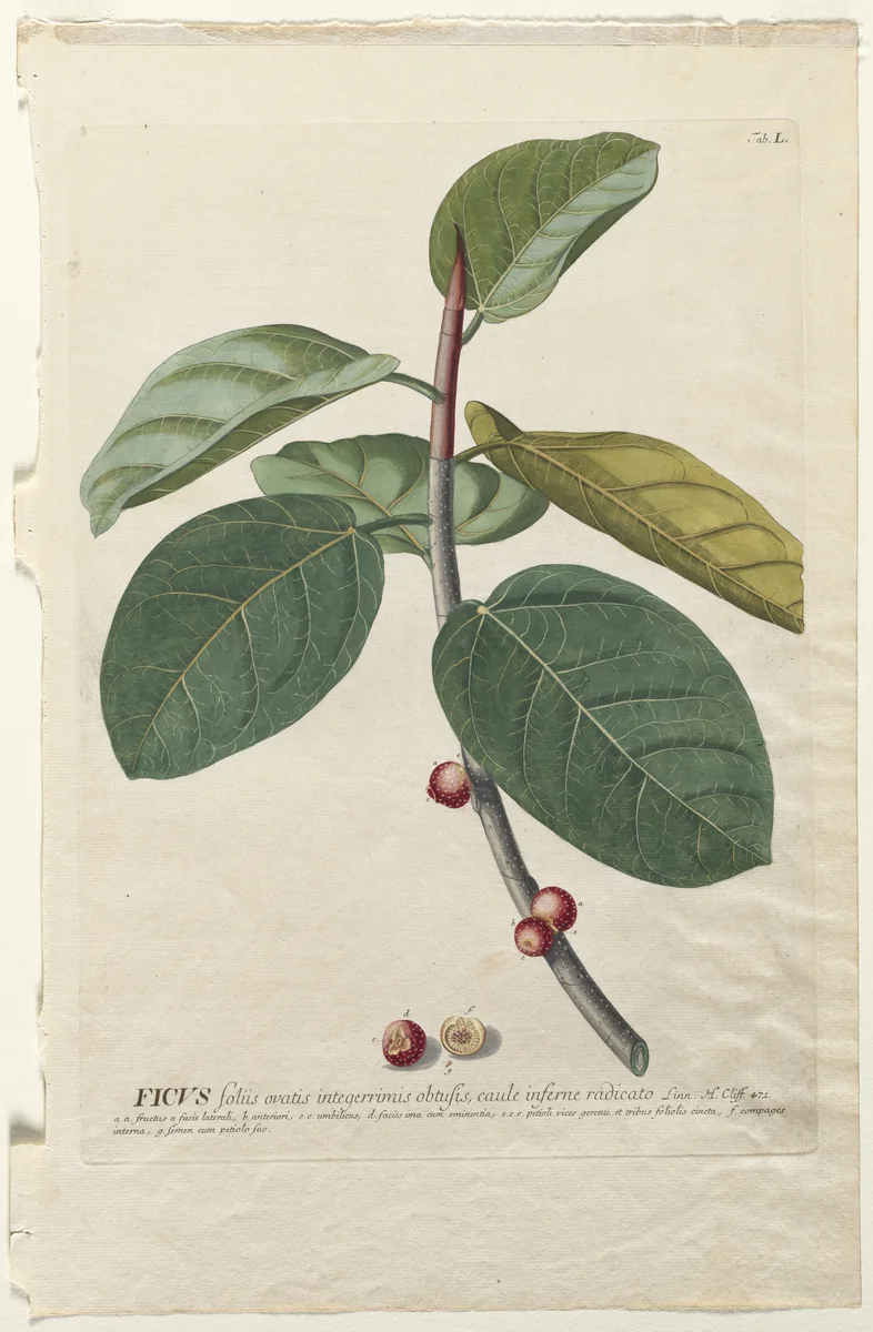 Plantae Selectae: No. 50 - Ficus by Georg Dionysius Ehret, print, 1773