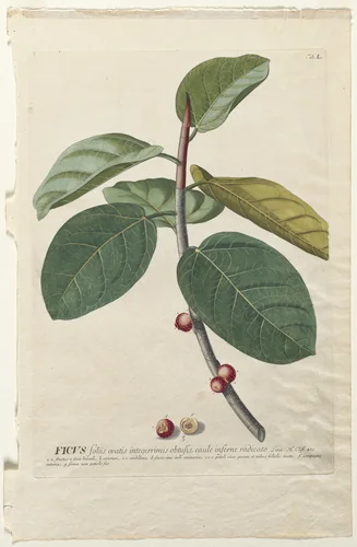 Plantae Selectae: No. 50 - Ficus by Georg Dionysius Ehret, print, 1773