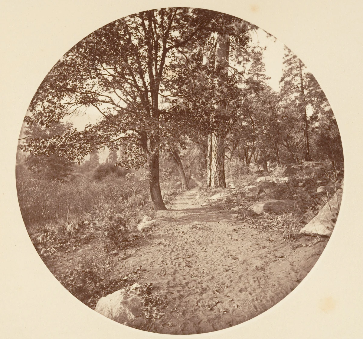 In the Yosemite Valley by Carleton E. Watkins, photograph, 1876-1880