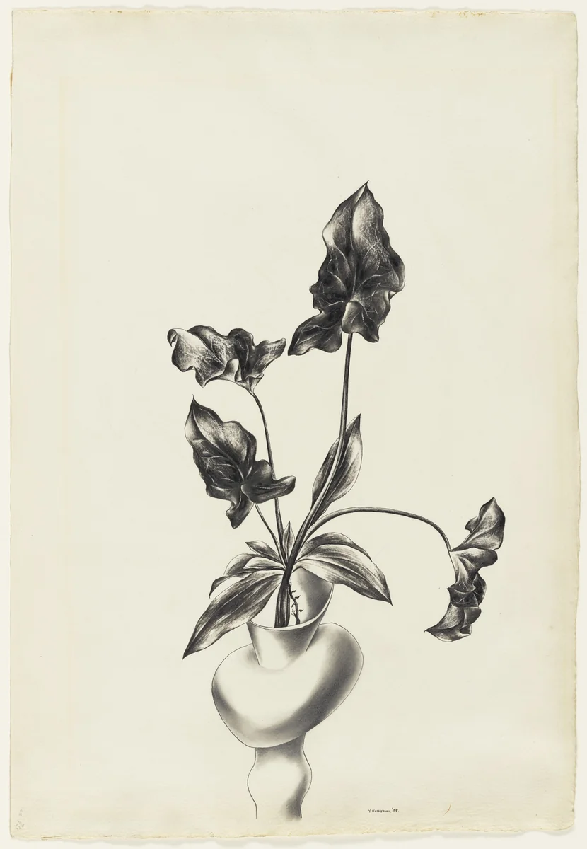 Plant by Yasuo Kuniyoshi, drawing, 1925