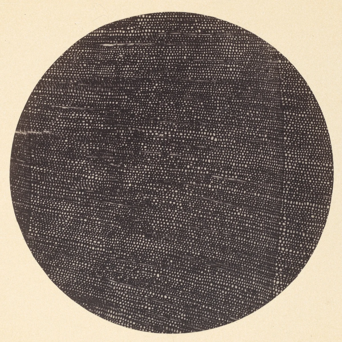 Microphotograph of Traverse Section of Wood (Salisburia) by Arthur Durham, photograph, 1870-1879