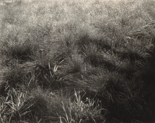 Grasses by Alfred Stieglitz, photograph, 1933