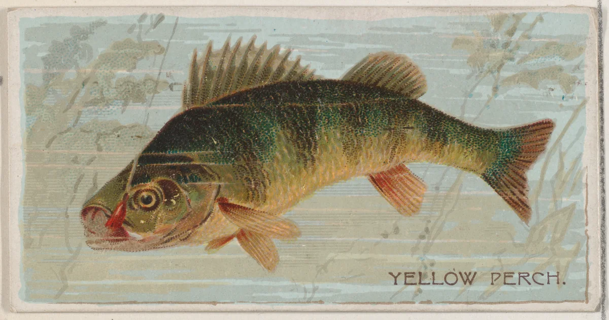 Yellow Perch, from the series Fishers and Fish (N74) for Duke brand cigarettes by Knapp & Company, print, 1888