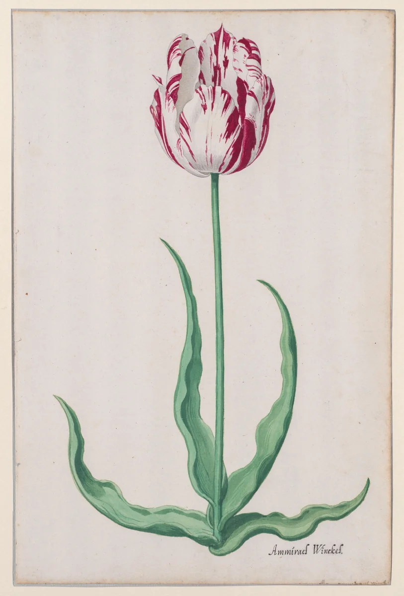 Study of a Tulip (Ammirael Winckel) by Pieter Holsteyn, drawing, 1640-1650