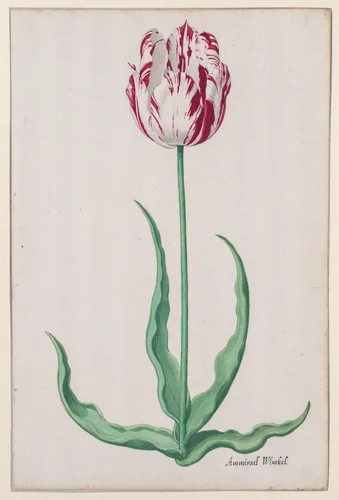 Study of a Tulip (Ammirael Winckel) by Pieter Holsteyn, drawing, 1640-1650
