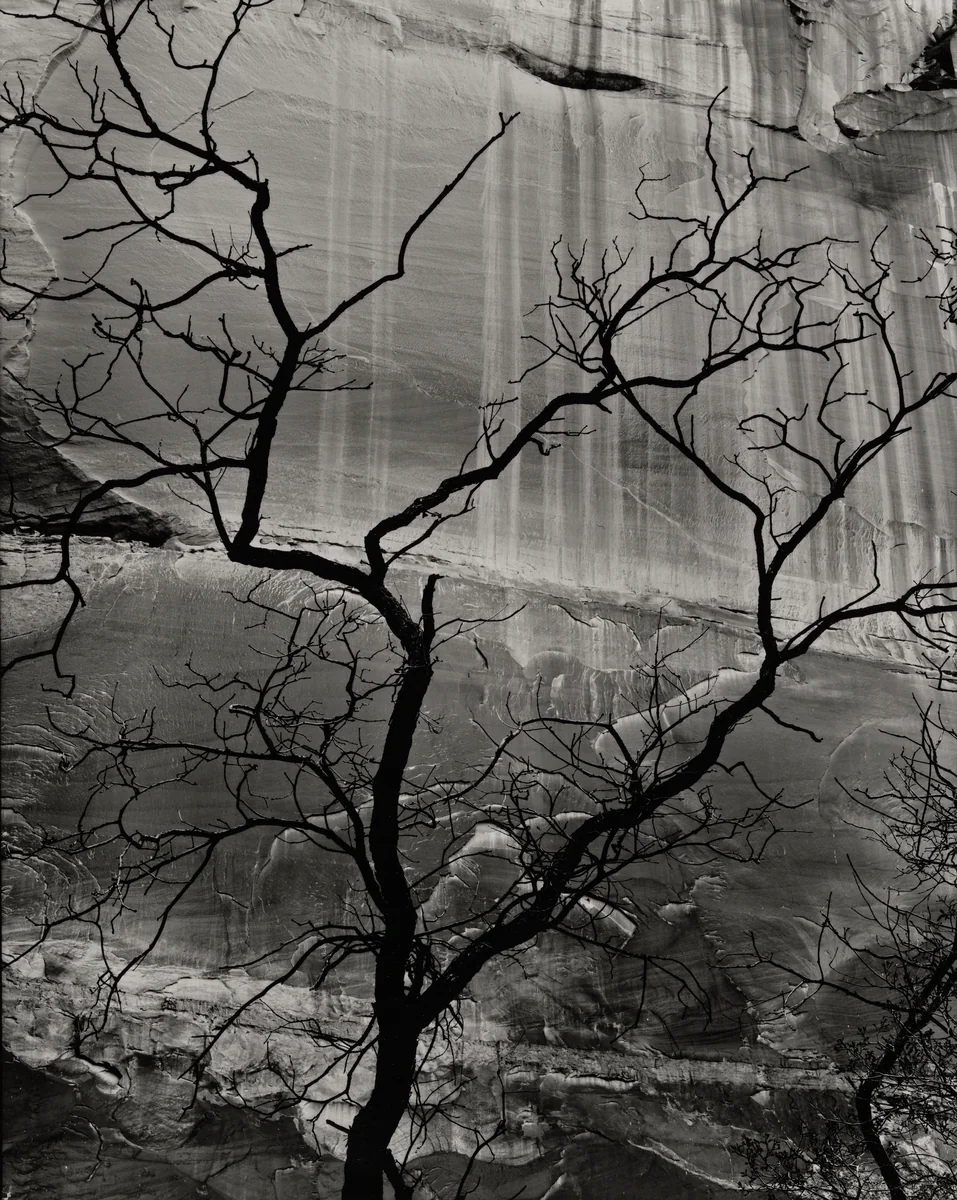 Rock and Tree, Glen Canyon by Brett Weston, photograph, 1959