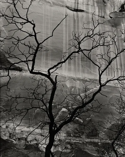 Rock and Tree, Glen Canyon by Brett Weston, photograph, 1959