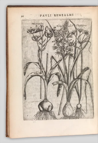 Specimen historiae plantarum by Paul de Reneaulme, book, 1611