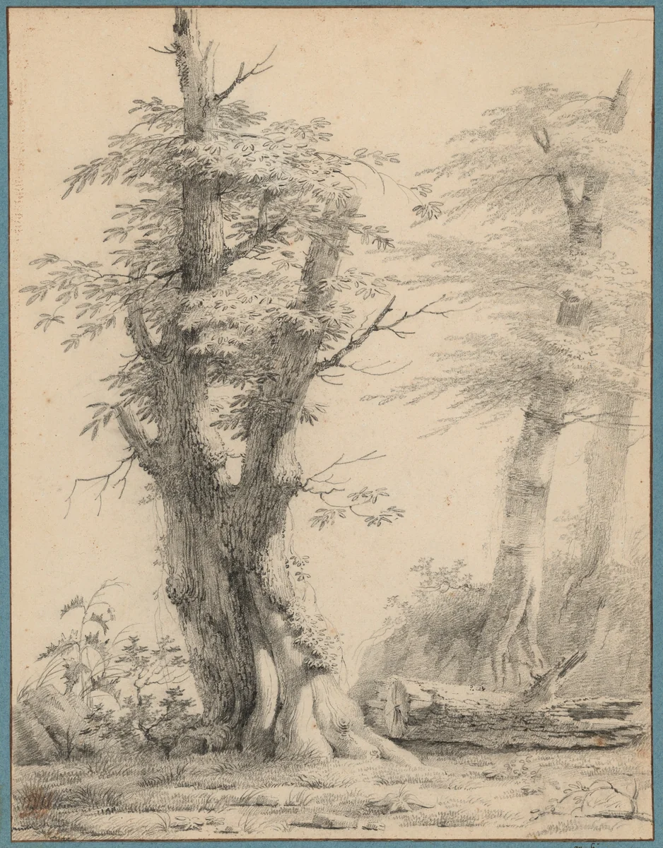 A Stand of Trees by Pierre Henri de Valenciennes, drawing, 1797-1798