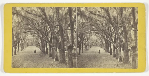 Bonaventure by J. N. Wilson, photograph, 1860-1880